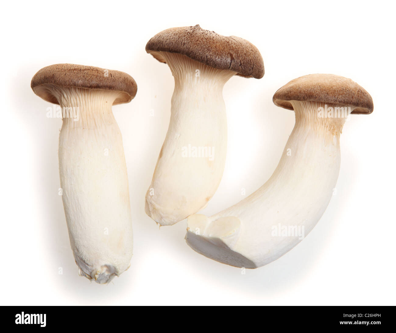 Pleurotus eryngii noto come il re dei funghi Oyster. re tromba di funghi o corno francese fungo. Esso è utilizzato in Foto Stock