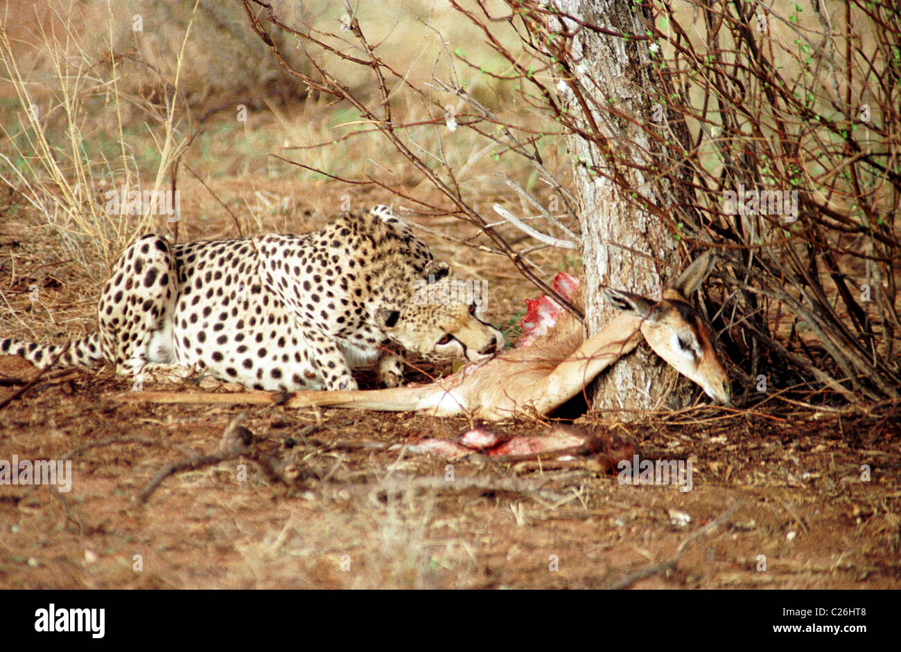 Cheetah con kill, (un Gerenuk o Waller la gazzella) nel Samburu Game Reserve nel distretto del nord del Kenya. Foto Stock