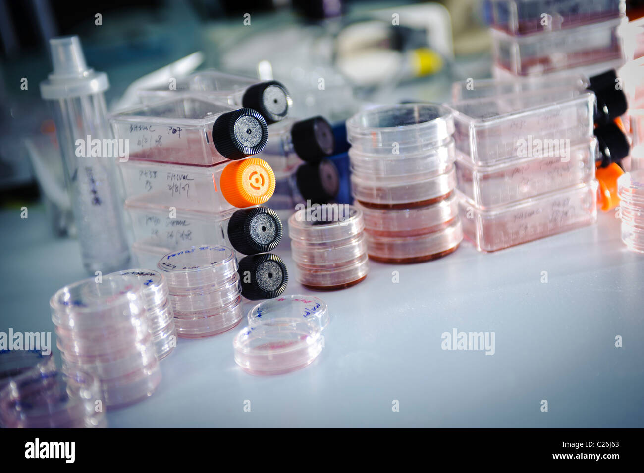 Fiasche per colture cellulari e di capsule di petri in scienza lab laboratorio di microbiologia Foto Stock