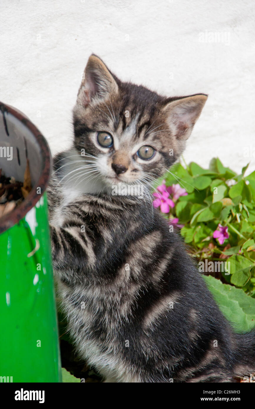 Carino gattino maschio di circa 2 mesi a giocare in giardino salendo sulla pianta verde pot Foto Stock