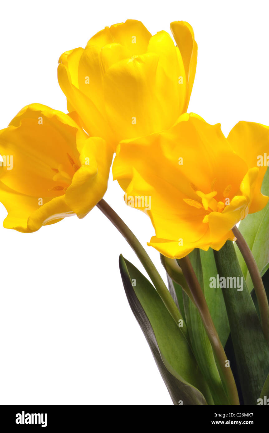 Bouquet di tulipani gialli isolati su sfondo bianco Foto Stock