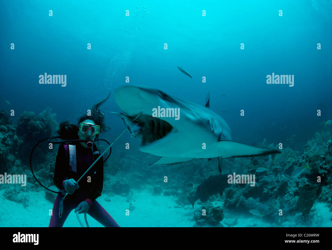 Gestore di squalo alimenta Caribbean Reef Shark (Carcharhinus perezi). Bahamas, Mar dei Caraibi Foto Stock