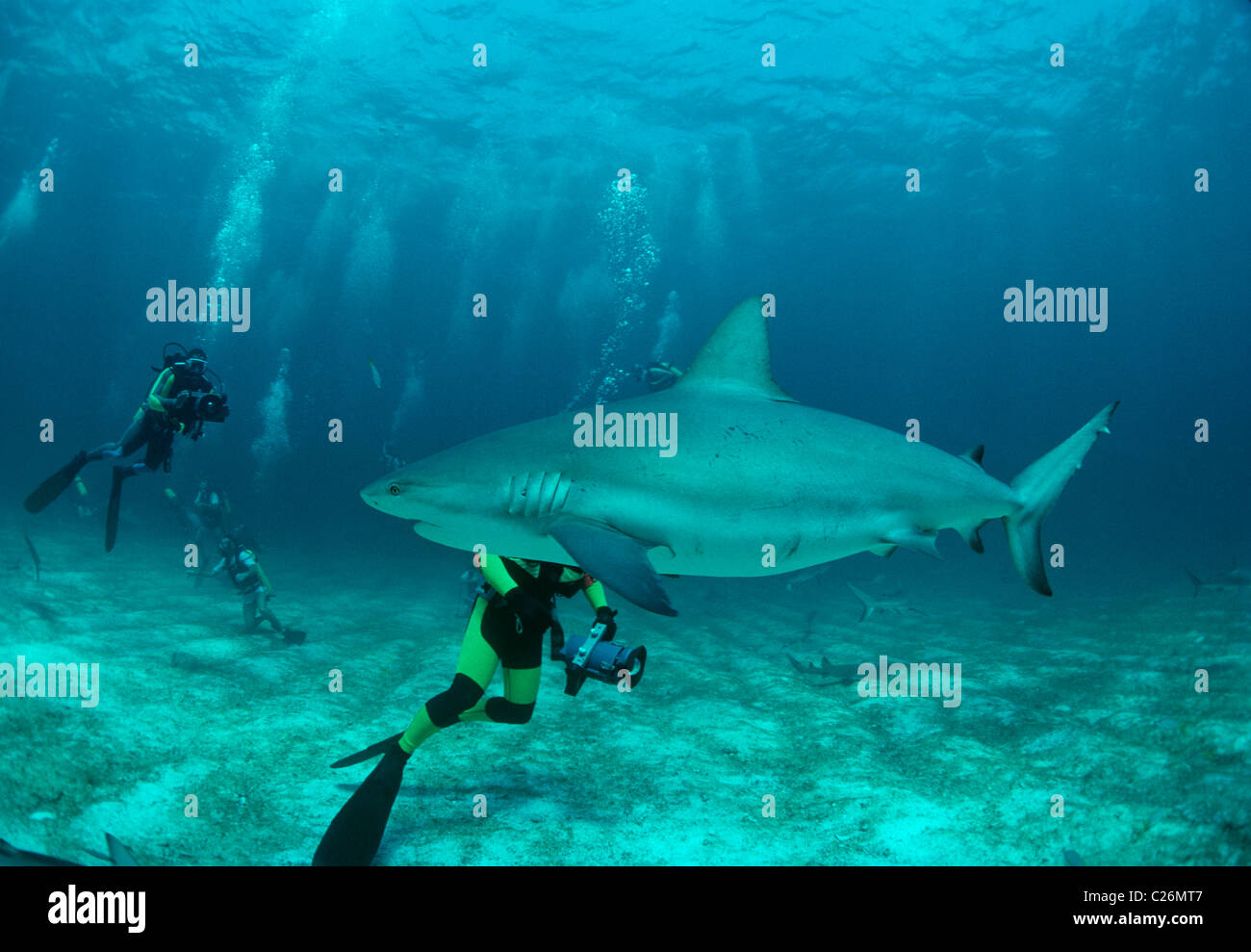 Subacquei fotografia Caribbean Reef Shark (Carcharhinus perezi). Il camminatore di Cay, Bahamas. Mar dei Caraibi Foto Stock