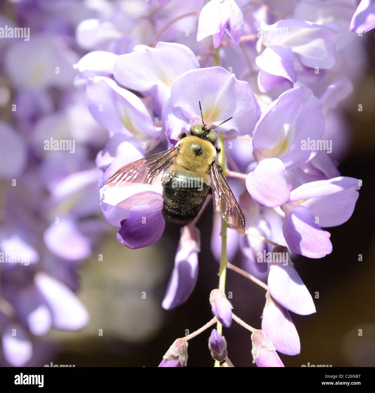 Un falegname bee raccogliere il polline di un fiore di glicine. Foto Stock