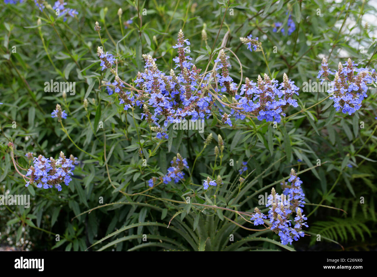 Bog Salvia, Salvia uliginosa, Lippenblütler. Il Brasile, l'Uruguay e Argentina, Sud America. Foto Stock