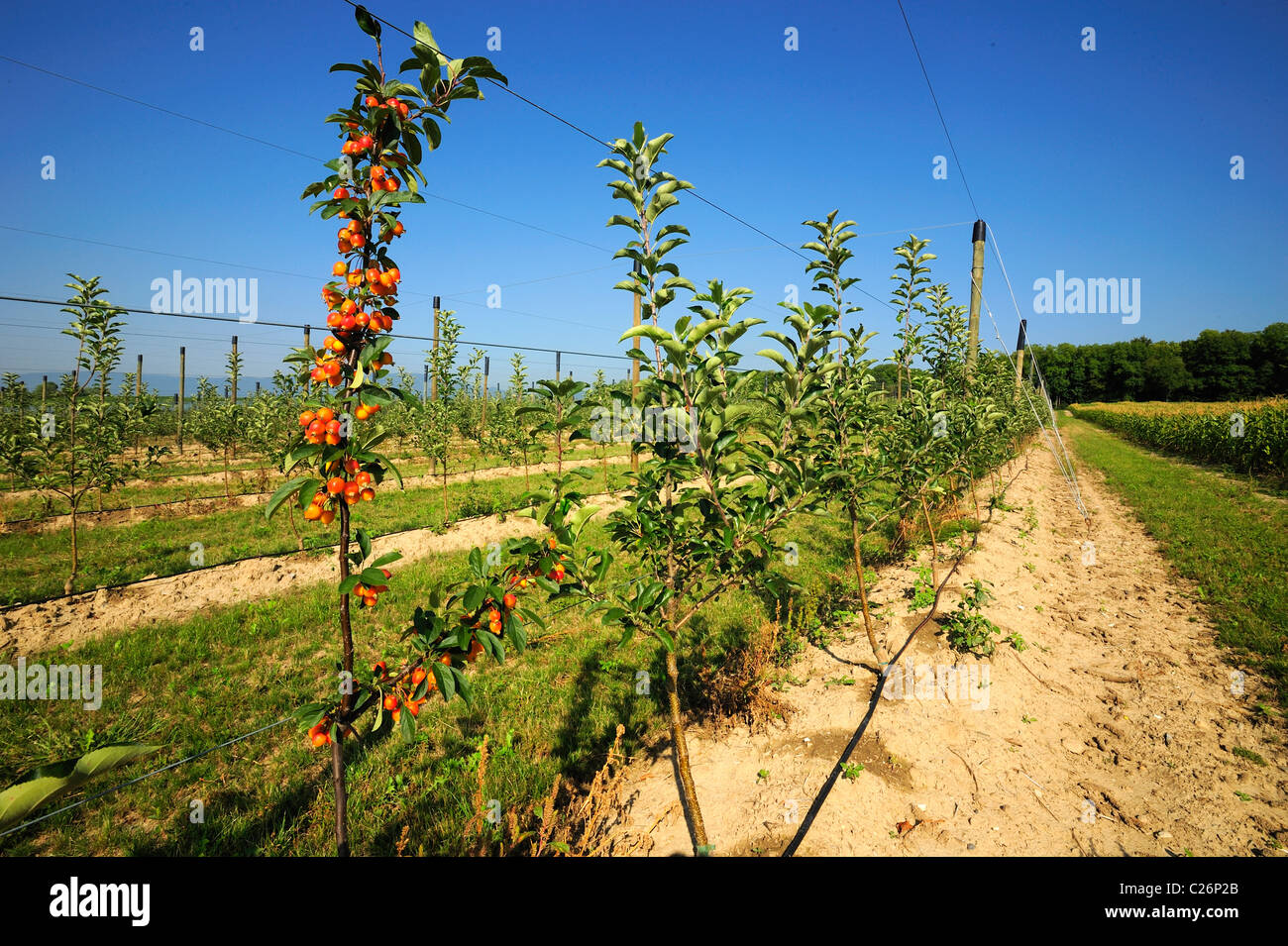 Crab Apple pollenizer piantati alla fine di una fila di giovani commerciali alberi di Apple in una Svizzera del frutteto. Foto Stock