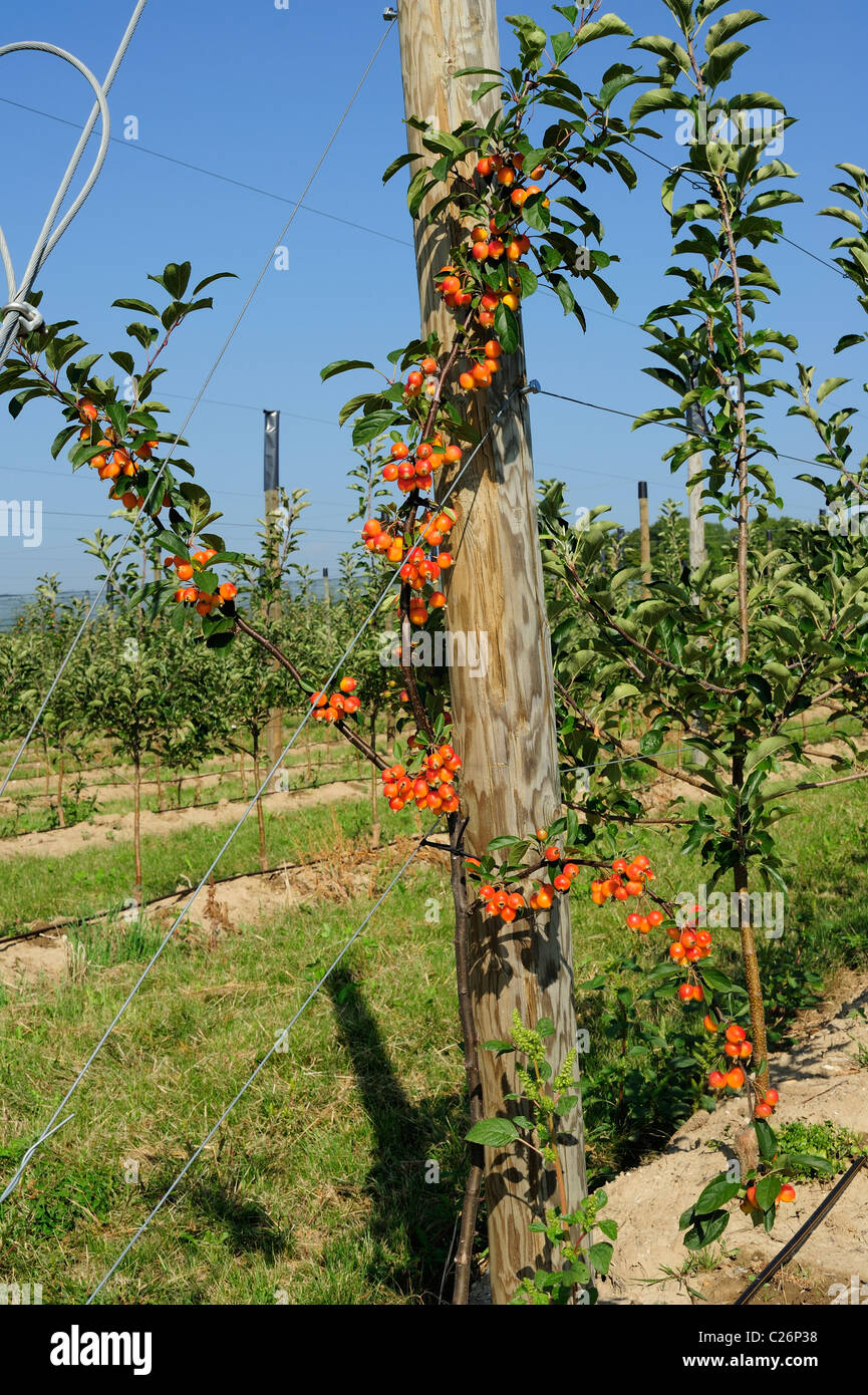 Crab Apple pollenizer piantati alla fine di una fila di giovani commerciali alberi di Apple in una Svizzera del frutteto. Foto Stock