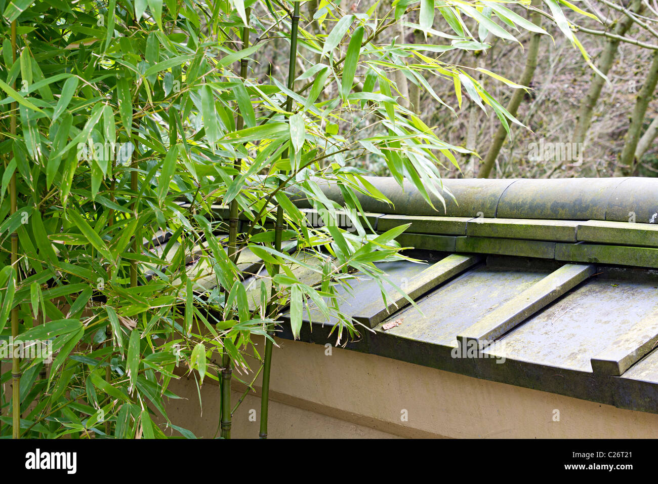 Piante di bambù dal tetto di tegole muro a Portland giardino giapponese Foto Stock