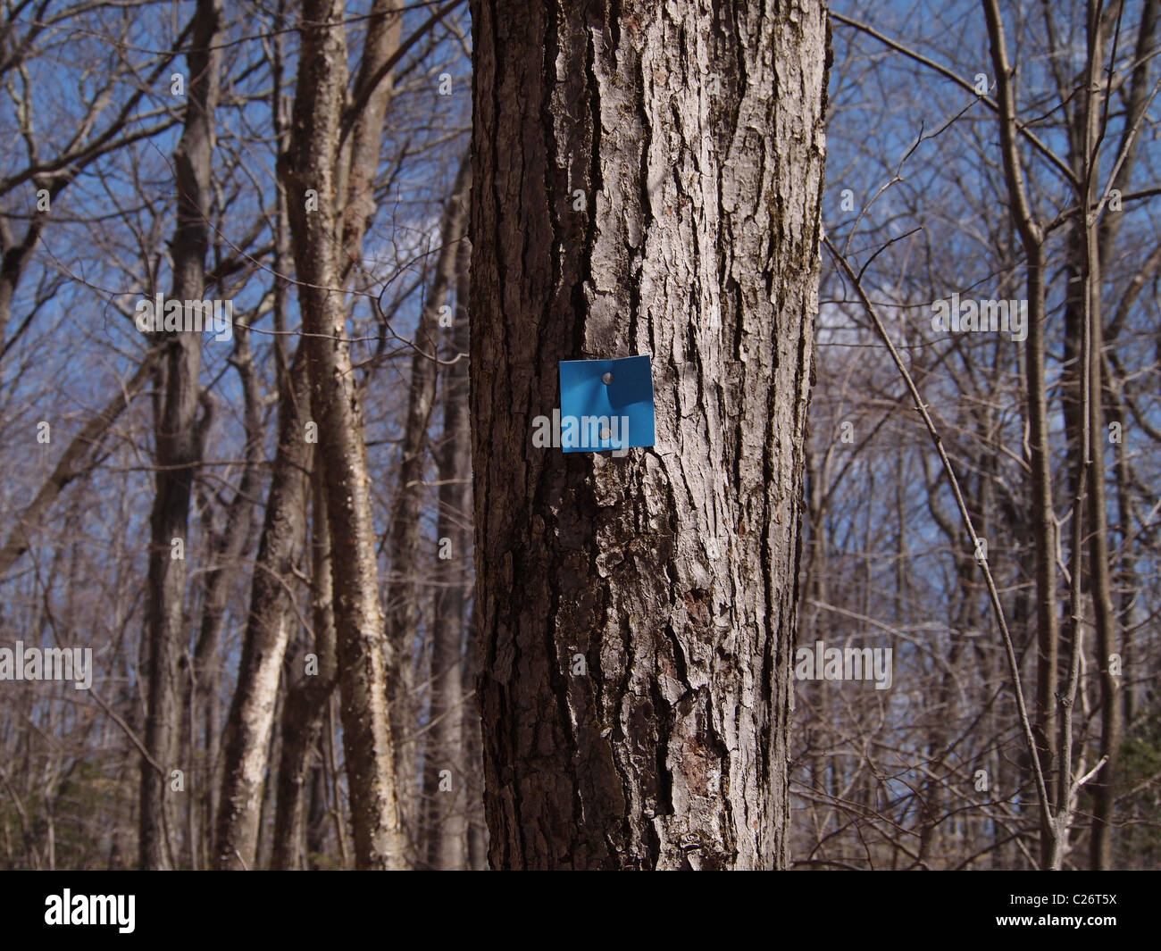 Segnavia inchiodati ad albero per guidare gli escursionisti attraverso una natura preservare, USA, 3 aprile 2011, © Katharine Andriotis Foto Stock