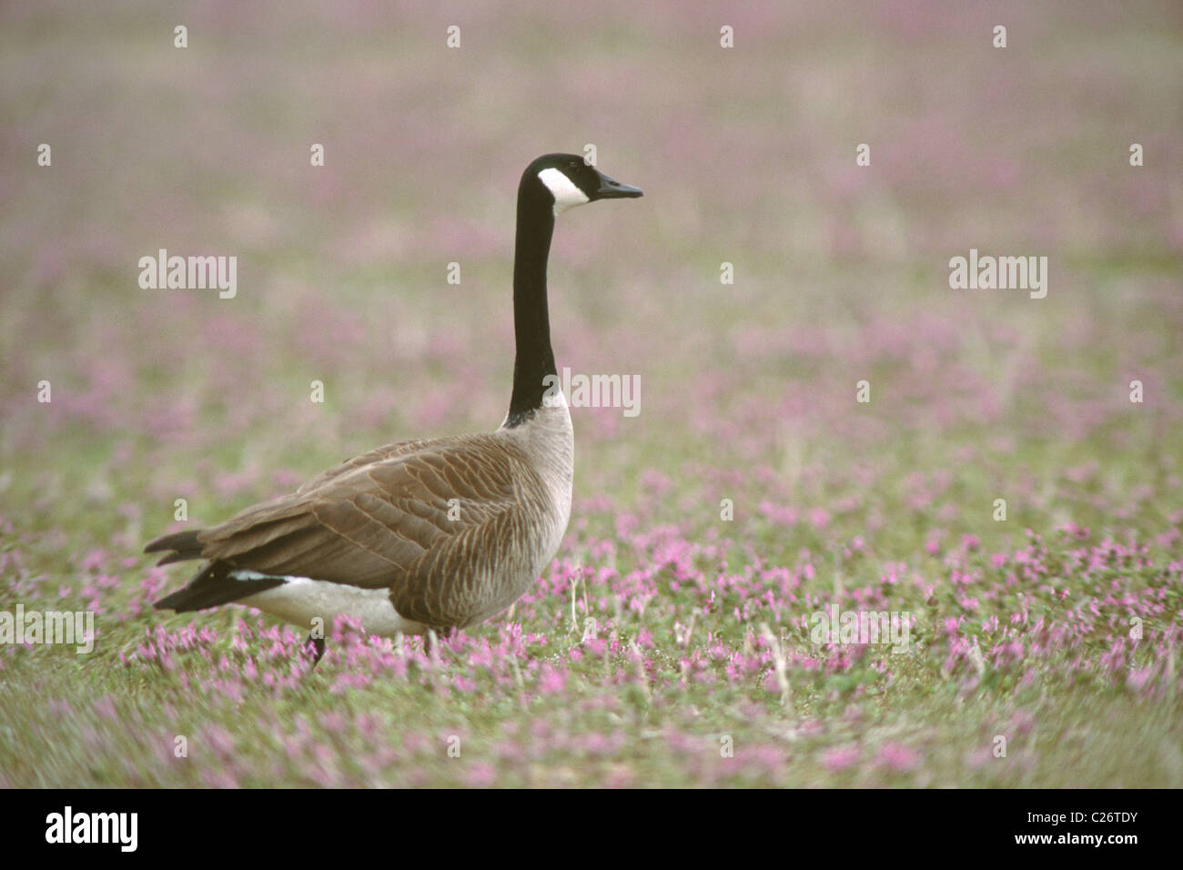 Oca del Canada Foto Stock