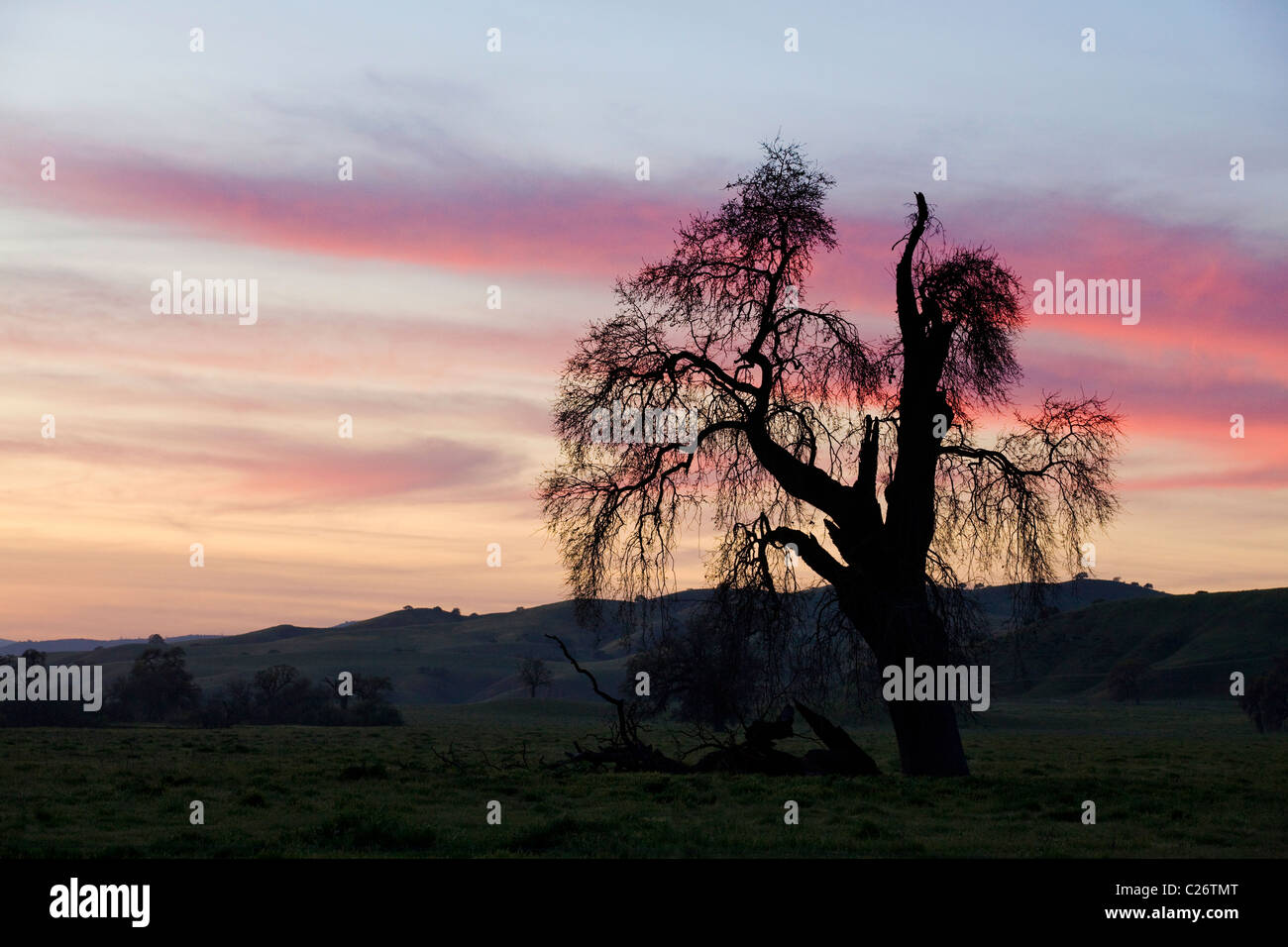 Coast Live Oak tree (Quercus agrifolia) in campo aperto, retro illuminato dal tramonto - California USA Foto Stock