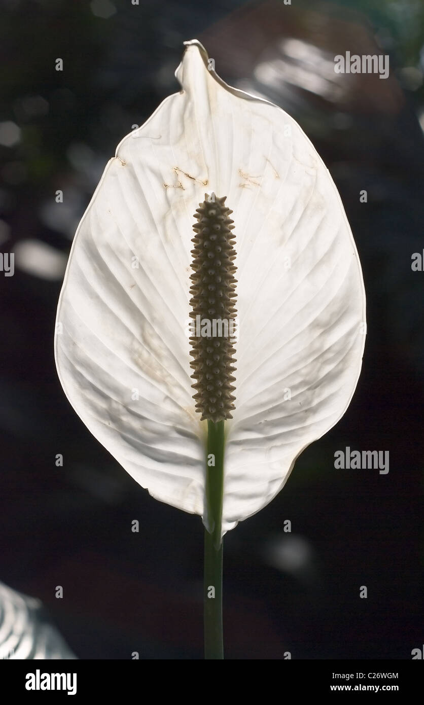 Singola bianco Anthurium in una foresta tropicale Foto Stock