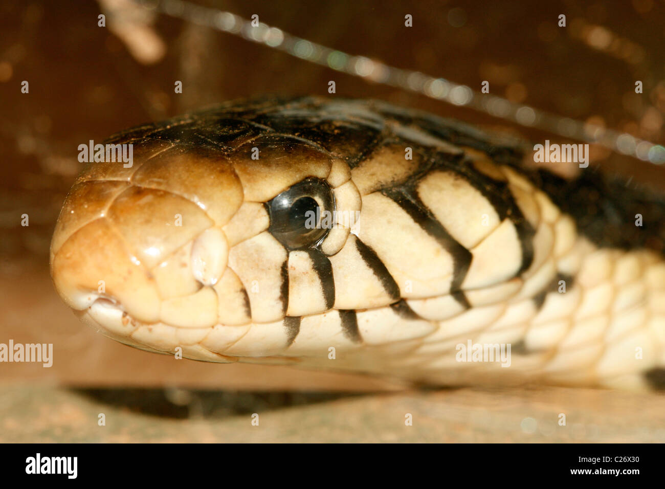 Una foresta cobra (Naja melanoleuca) in Uganda Foto Stock