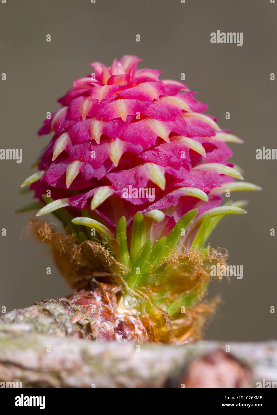Fiore di larice Foto Stock