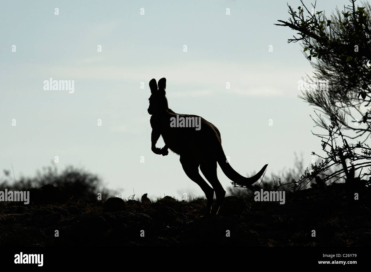 Hopping canguro, Cape Range National Park, Exmouth Australia Occidentale Foto Stock