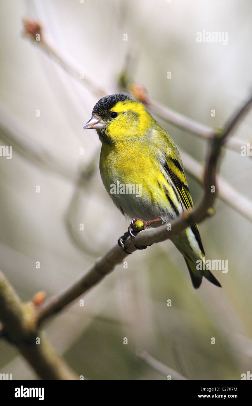 Un maschio lucherino appollaiato su un ramoscello REGNO UNITO Foto Stock