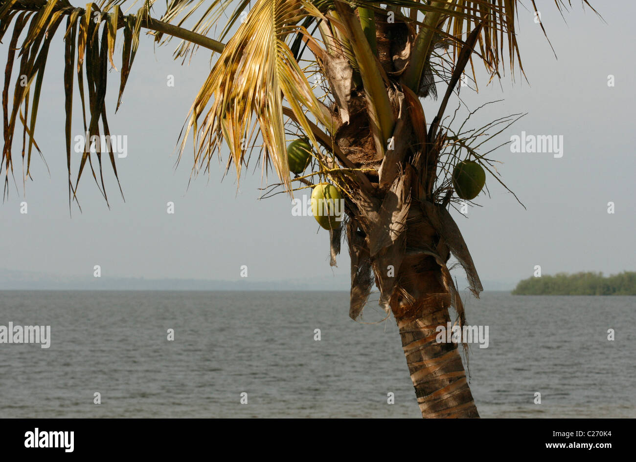 Una noce di cocco Palm tree con vista sul lago Victoria, Uganda Foto Stock