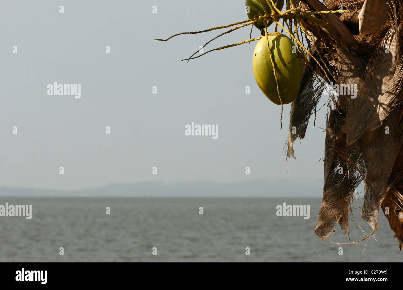 Una noce di cocco Palm tree con vista sul lago Victoria, Uganda Foto Stock