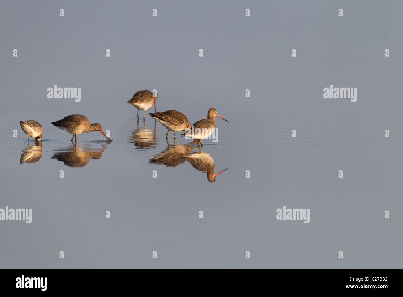 Nero-tailed godwits Limosa limosa sul calmo mattino riflessa nell'acqua cley norfolk Foto Stock