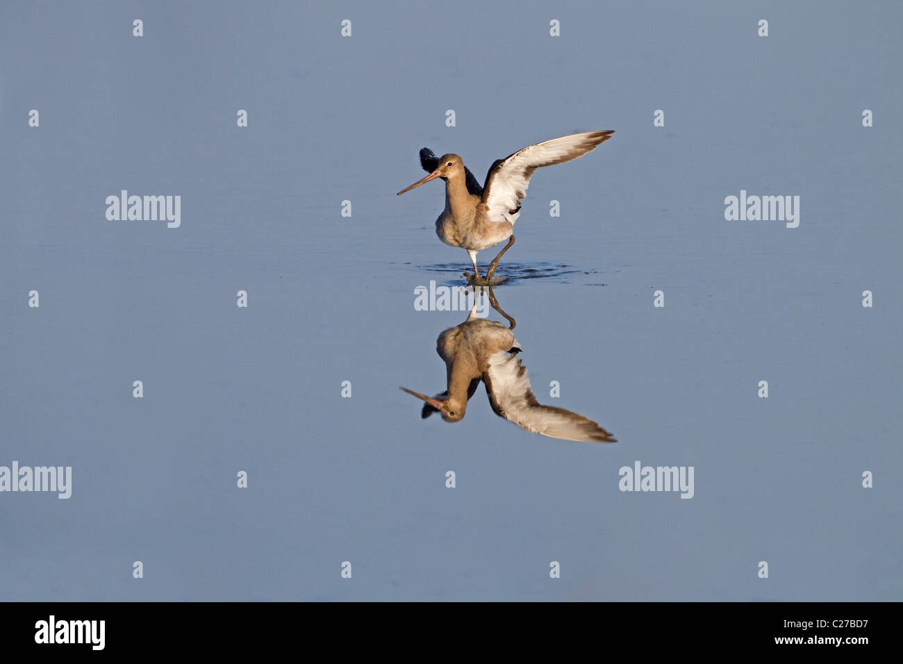 Nero-tailed Godwit Limosa limosa su paludi Cley Costa North Norfolk Foto Stock