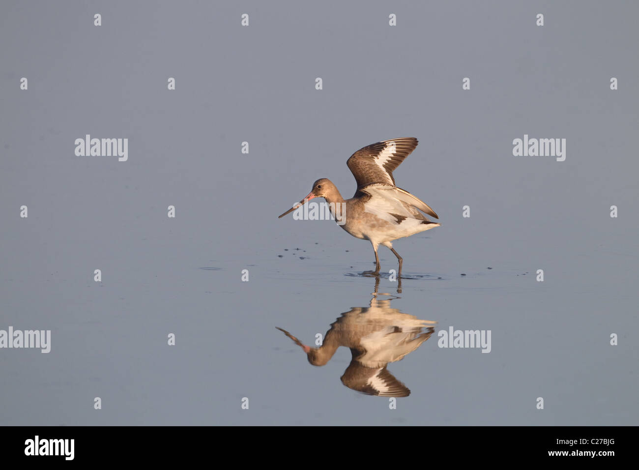 Nero-tailed Godwit Limosa limosa su paludi Cley Costa North Norfolk Foto Stock