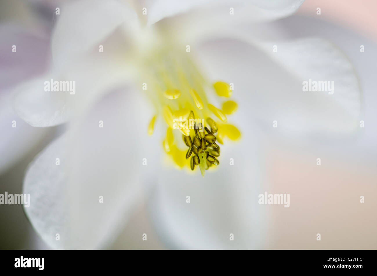 Singola bianco Aquilegia vulgaris flower - aquilegia alpina Foto Stock Singola bianco Aquilegia vulgaris flower - aquilegia alpina Foto Stock