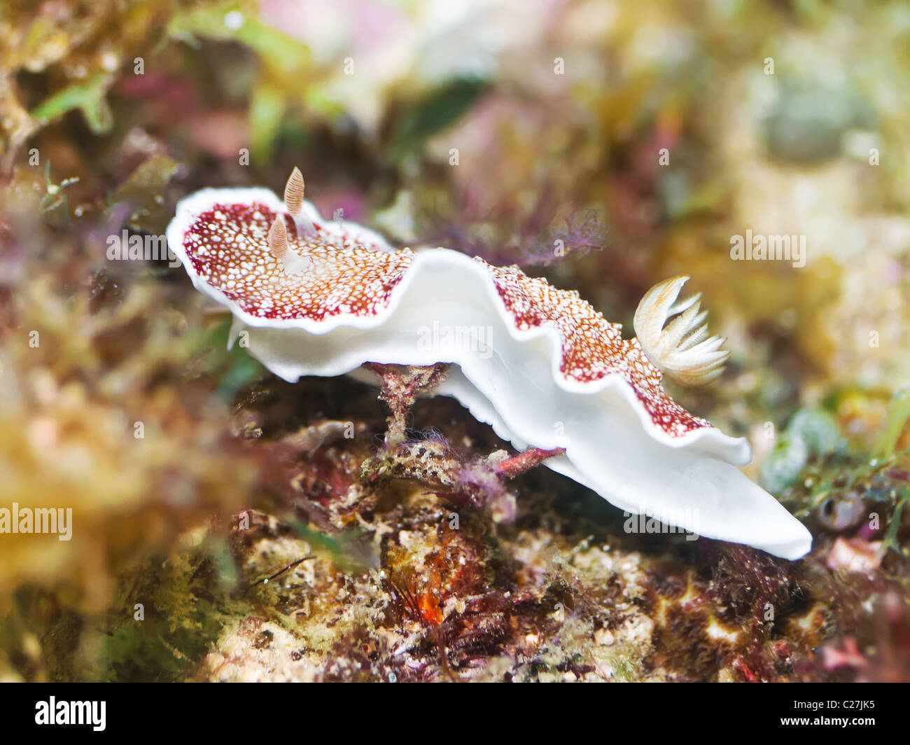 Close up foto di Nudibranch sott'acqua. Filippine Foto Stock