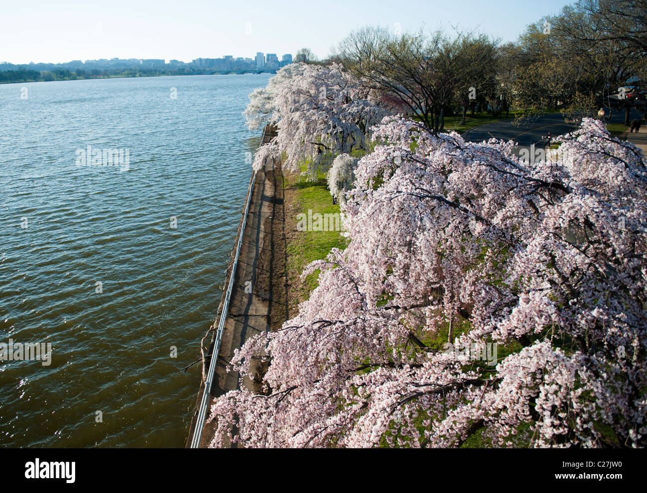 Fiume Potomac e Ciliegi da sopra durante il National Cherry Blossom Festival di Washington DC Foto Stock
