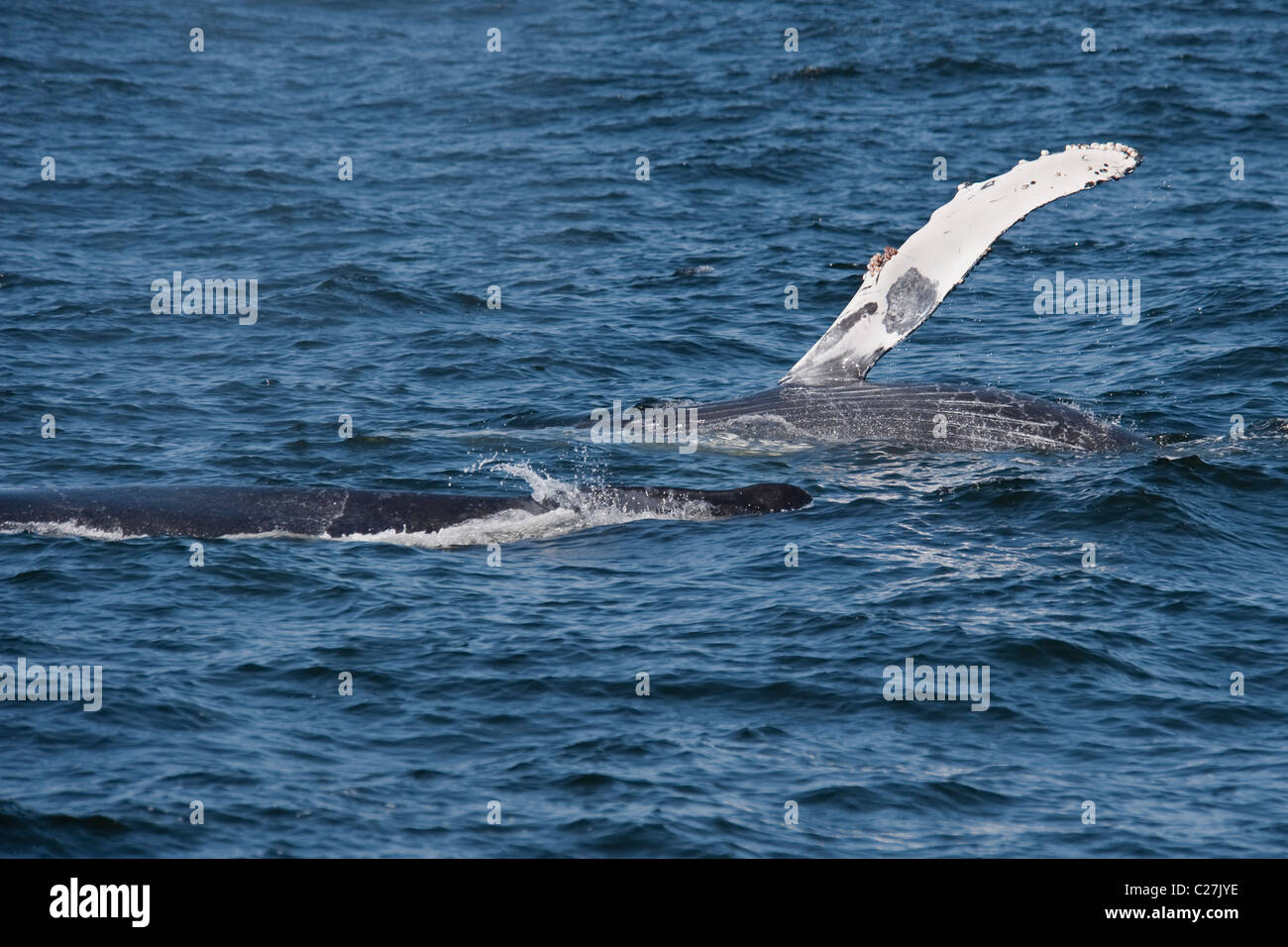 Humpback Whale polpaccio (Megaptera novaeangliae) affiorante con flipper sinistro sollevato. Monterey, California, Oceano Pacifico. Foto Stock