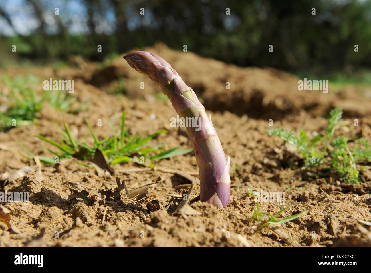 Viola con punta di asparagi inglese lancia la germogliazione Foto Stock