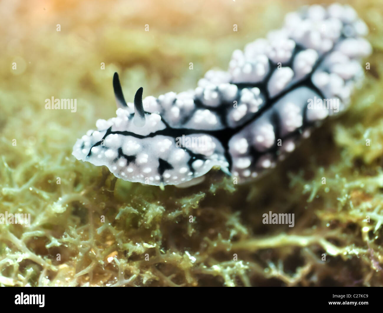 Close up foto di Nudibranch sott'acqua. Filippine Foto Stock