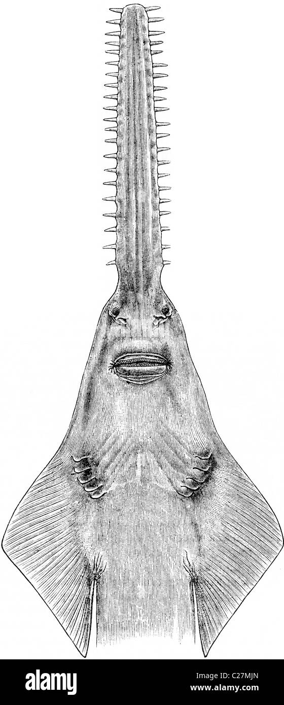 Xix secolo illustrazione del libro preso dalla nona edizione (1875) della Enciclopedia Britannica, di Sawfish Foto Stock