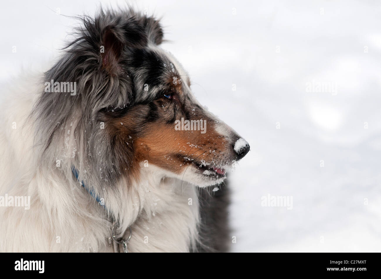 Sheltie o Shetland sheepdog. Foto Stock