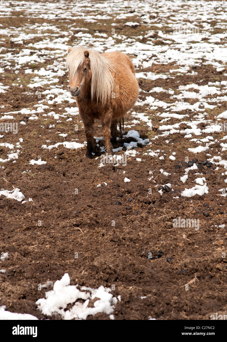 Lone pony nel campo fangoso. Foto Stock