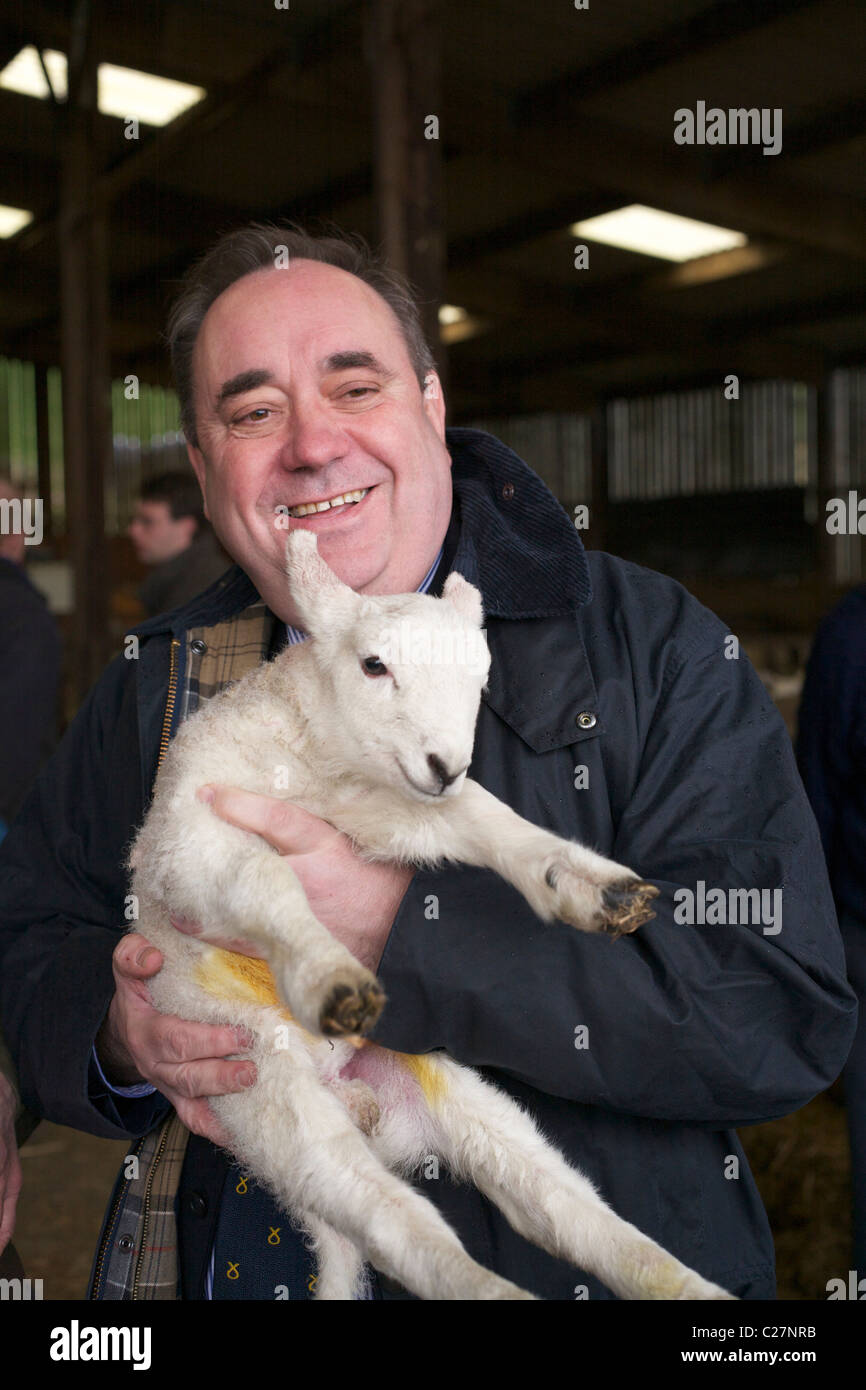 Alex Salmond, di agnello e di capra Foto Stock