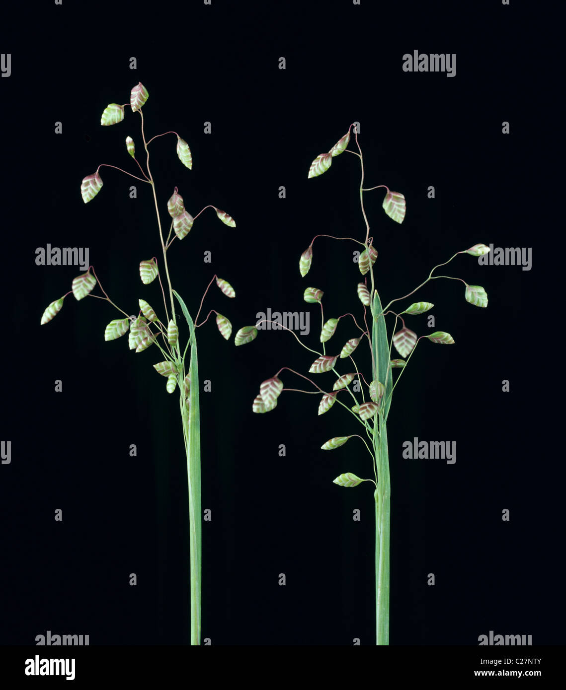 Vacilla erba (Briza media) pannocchie di fiori Foto Stock