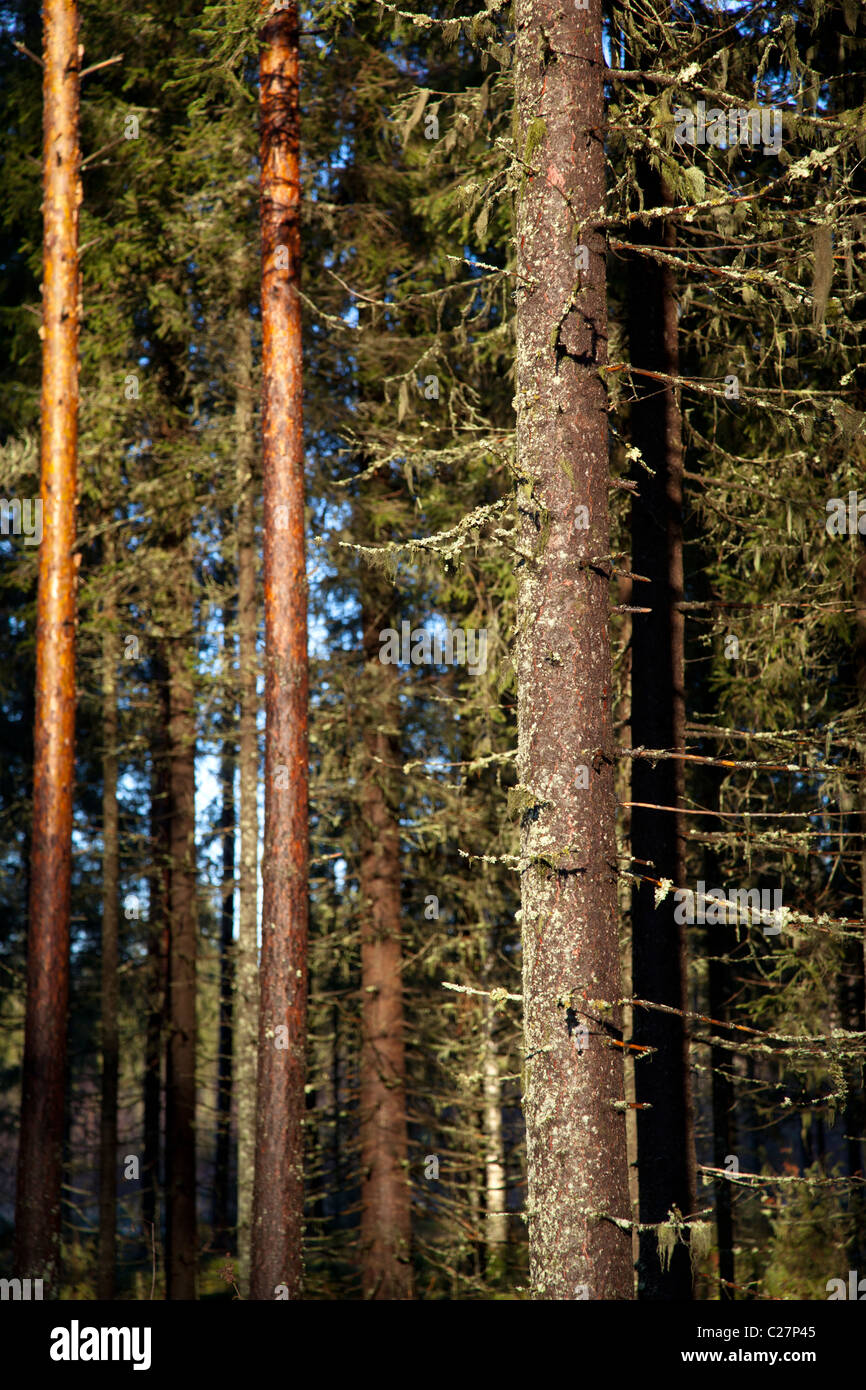 Tronchi di abete rosso umido (picea abies) e pino (pinus sylvestris) nella foresta di taiga , Finlandia Foto Stock
