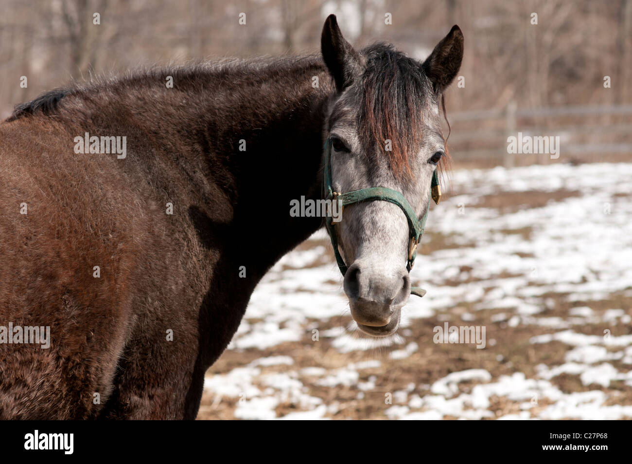 Il vecchio marrone e grigio a cavallo. Foto Stock