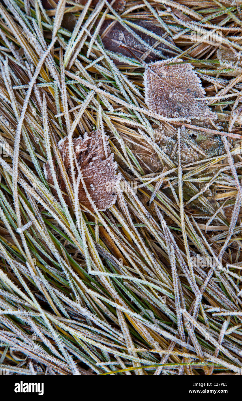 Il pupazzo di neve di foglie e di erba a terra in autunno Foto Stock