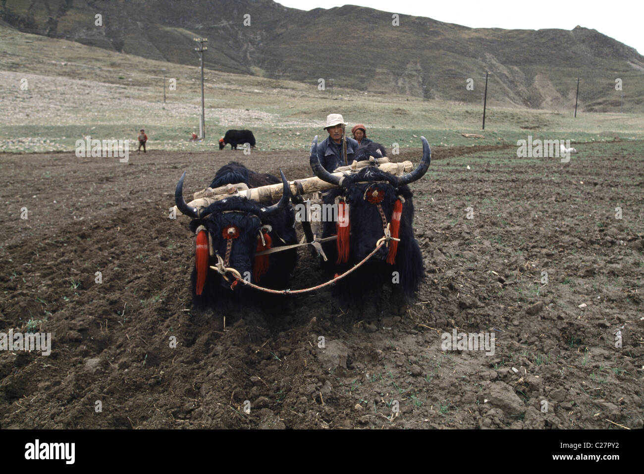 Un tibetano contadino ara un campo con due yak al di fuori di Lhasa, in Tibet. Il Tibet è un rurale, paese scarsamente popolato. Foto Stock