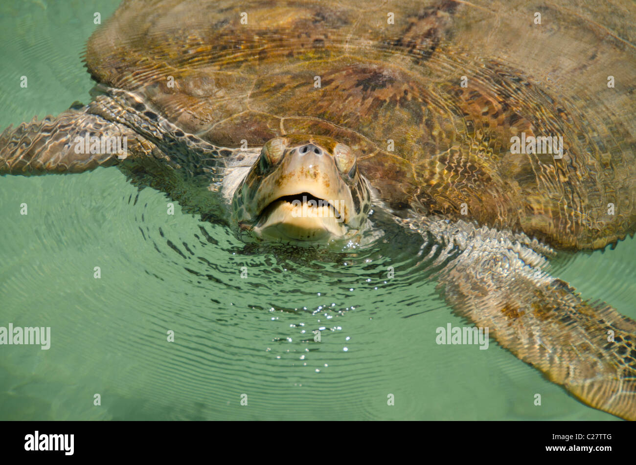 Messico, Quintana Roo Playa del Carmen. Tartaruga Verde aka bianco tartaruga di mare (Wild: Chelonia Mydas). Foto Stock