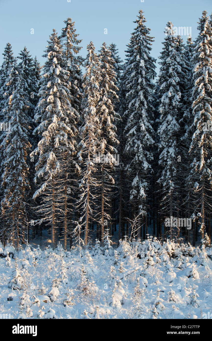 La foresta di taiiga di abete innevato ( picea abies ) bordo a Inverno , Finlandia Foto Stock