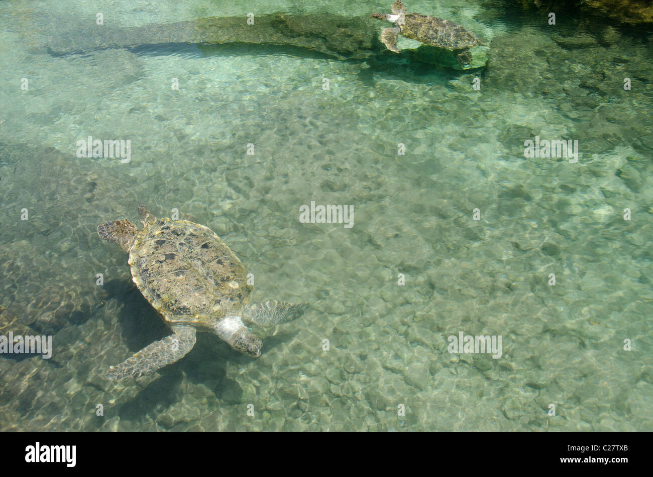 Messico, Quintana Roo Playa del Carmen. Tartaruga Verde aka bianco tartaruga di mare (Wild: Chelonia Mydas). Foto Stock
