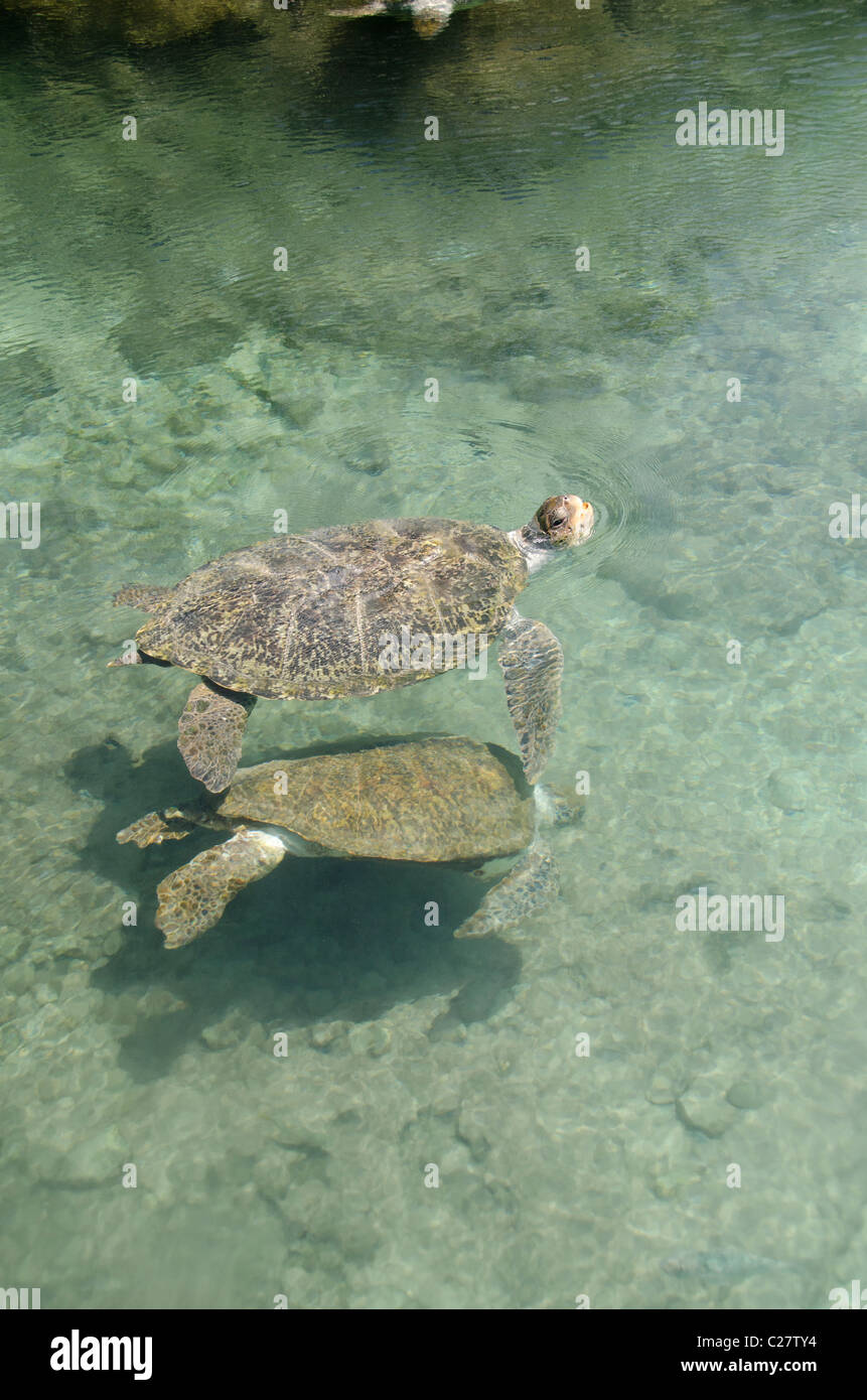 Messico, Quintana Roo Playa del Carmen. Tartaruga Verde aka bianco tartaruga di mare (Wild: Chelonia Mydas). Foto Stock