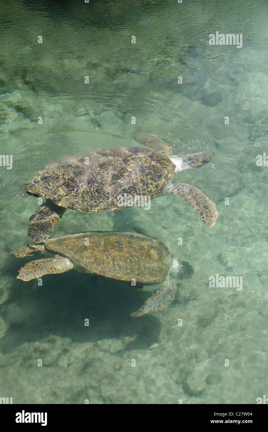 Messico, Quintana Roo Playa del Carmen. Tartaruga Verde aka bianco tartaruga di mare (Wild: Chelonia Mydas). Foto Stock