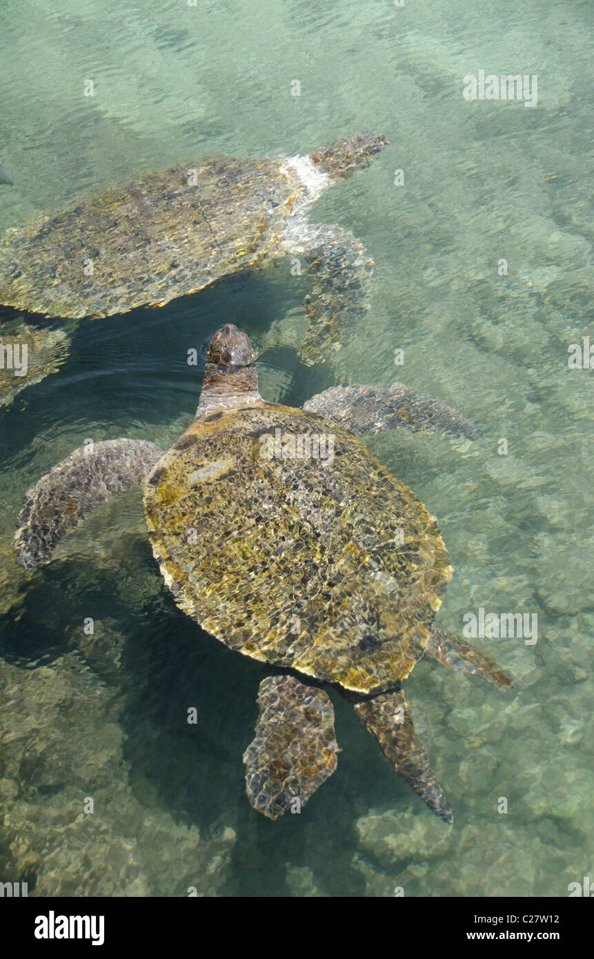 Messico, Quintana Roo Playa del Carmen. Tartaruga Verde aka bianco tartaruga di mare (Wild: Chelonia Mydas). Foto Stock