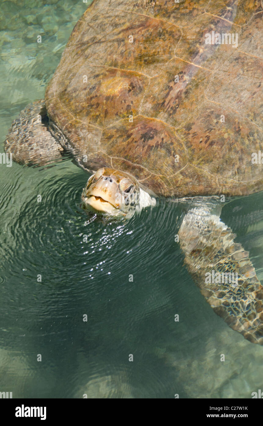 Messico, Quintana Roo Playa del Carmen. Tartaruga Verde aka bianco tartaruga di mare (Wild: Chelonia Mydas). Foto Stock