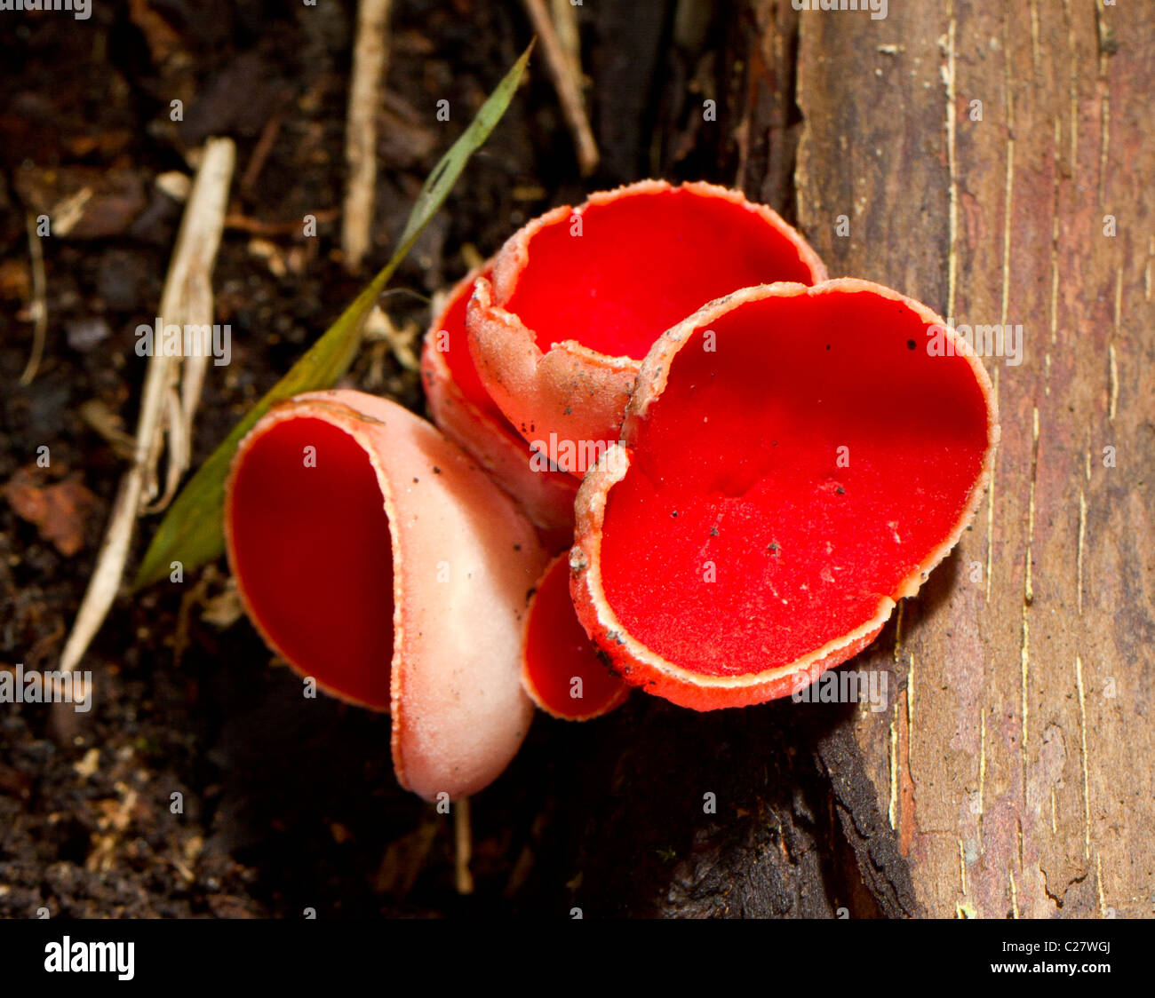 Scarlet elf cup (Sarcoscypha coccinea o Peziza coccinea) Foto Stock