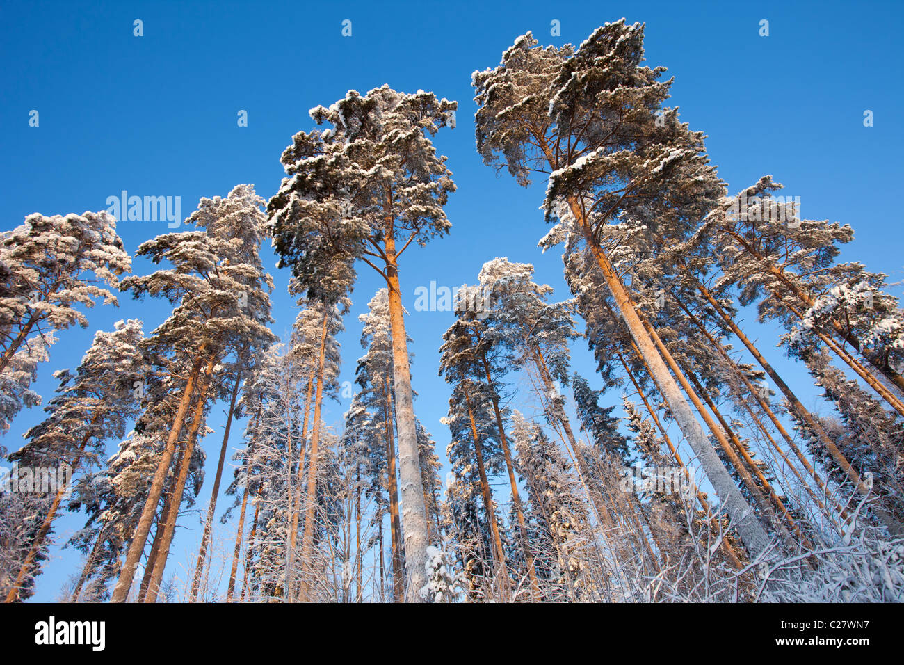 Coltivazione di pini in inverno ( Pinus sylvestris ) nella foresta di taiga , Finlandia Foto Stock
