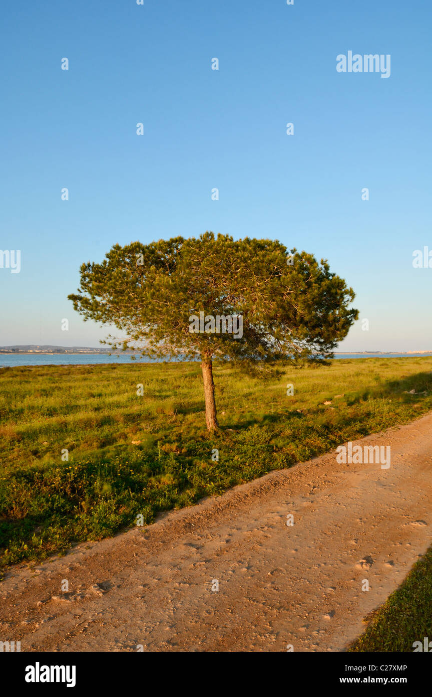 Pino dal lago di sale De La Mata in La Mata parco naturale, Torrevieja, Provincia di Alicante, Spagna. Foto Stock